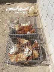  8 ديوك لوهمان للبيع