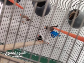  1 جوزين فنجز  طفرات حلوه