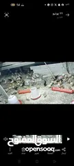  3 صوص جاج بلدي عمر 20 يوم  رن عليه ابعثلك ڤيديو