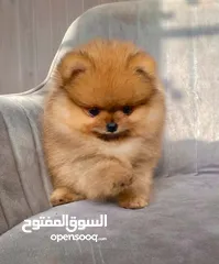  22 بومرينين مني بيور دم صافي احجام صغيره أعلى المستويات