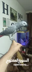  1 كاسكو عمر سنه 4شهور ومكلم أليف عيون مكحله