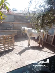  2 فرس معشره وكلبه روت امريكي . وارانب