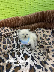  5 3 قطط صغيره هملايا مكس سكوتش فولد