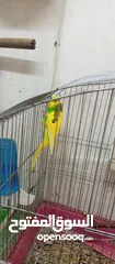  2 للبيع ذكر  طير حب