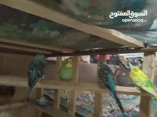  2 عصافير الحب بألوان جميلة ورائعة بسعر 5دنانير بأصوات جميلة وعذبة