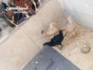  4 فراخ دجاج عدد 13 للبيع