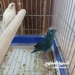 5 ببغاء جرين شك أليف