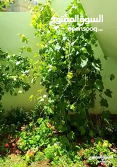  8 شقه فارغه للإيجار