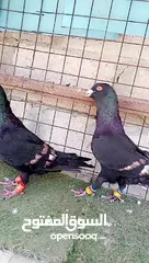  5 جواز ع الاول