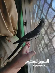  3 مخلف كوكتيل أليف جدا