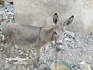  3 حماره عاقله