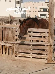  1 للبيع 2 فرس مع جوازات ميلادهم الاصليه المعتمده