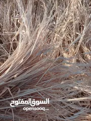  2 تبن ابيض نظيف نخب اول تبن السنه للبيع شوالات