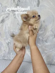  3 Mini Pomeranian puppies