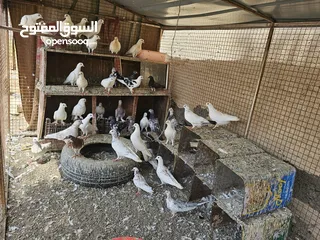  4 حمام للبيع