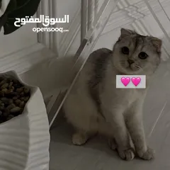  2 سكوتش فولد