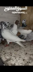  1 7 حبات طيور حمام للبدل على كنارات او للبيع