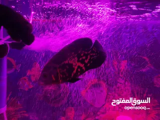  8 حوض سمك اوسكر كامل اغراضو للبيع