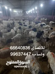  1 ذبايح صوماليه