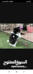  6 Pomeranian Puppy For Sale T-cup