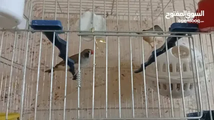  5 جوزين فنجز