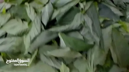  20 ملوخيه الرجاء او ناشفه مغسوله ومنقبه مفرومه ناعم او حسب طلب ملوخيه السنه هاي وصلت لحد بيتك