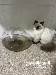  1 قط ذكر 4 شهور بسعر رمزي مع كامل اغراضو