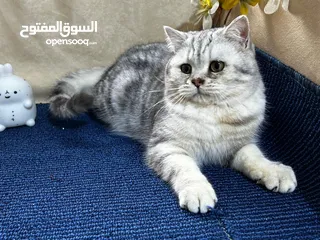  2 ذكور بريتش بلاك سلفر شايدد شورت هير بيور