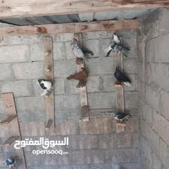  1 حمام البيع