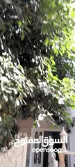  6 شجره مطاط زينا