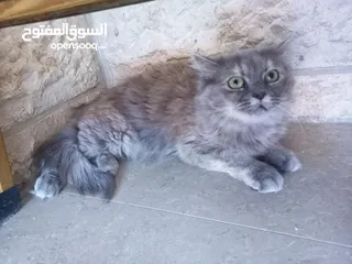  1 لكل محبين القطط  والمهتمين  بالقطط شيرازي للبيع