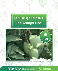  19 شتلات و أشجار المانجو المختلفة لدى مشتل الأرياف بأسعار مناسبة ومنافسة  mango tree