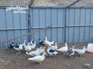  1 بط منتح للبيع إقرأ التفاصيل بالأسفل