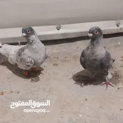  10 حمام للبيع جواج الجوز 10