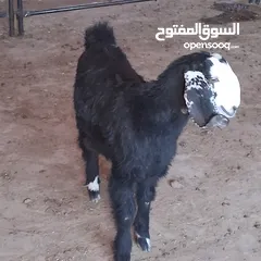  1 سخلة للبيع وتيس عمره قريب السنه للبيع