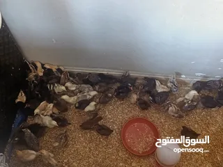  4 بسم الله الرحمن الرحيم  صوص بلدي ولهومان عدد 110 أخذ جميع المطاعيم صحه ونظافة العمر 21 يوم