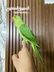 4 ببغاء الدره