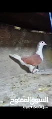  7 حمام للبيع فحول زق وجوز بواز