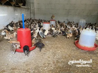  1 للبيع دجاج محلي عماني العدد مفتوح