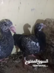  6 جوز معو فراخ  و بيض