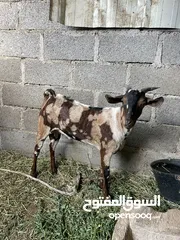  1 تيس صلاله جيشي