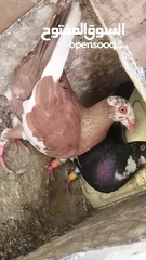  1 حمام  للبيع