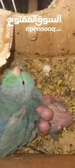  3 Parrotlet parents with. 4 chiks.. with cage mini love bird's pair with 4. chiks