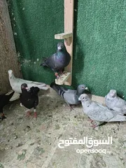  12 طيور حمام بسعر حرق 2