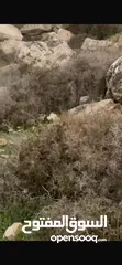  6 ارض للبيع بمدينه الخليل دورا