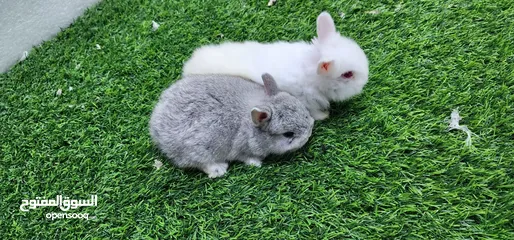  2 ارنب قزم  صغير