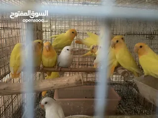  3 لاتينو اورنج عمر 3 اشهر