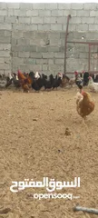 1 دجاج عربي ايدحي للبيع