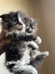  4 قطط للبيع cats for sale