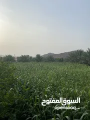  3 ‏طعام حيوانات